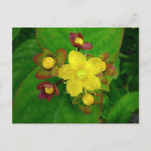 Hypericum Androsaemon 01 Briefkaart