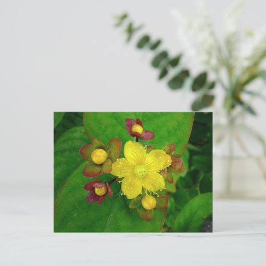Hypericum Androsaemon 01 Briefkaart (Staand voorkant)