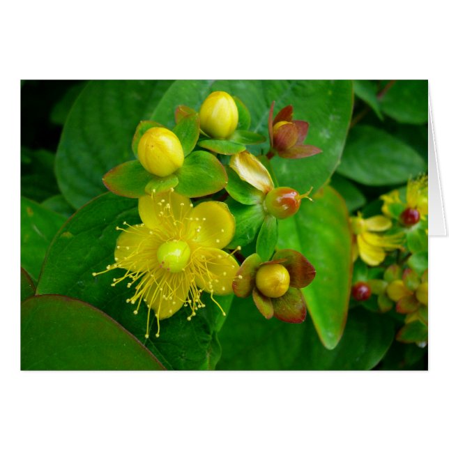 Hypericum Androsaemon 02 (Voorkant Horizontaal)