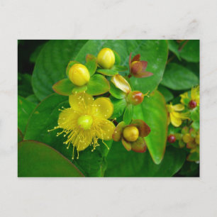 Hypericum Androsaemon 02 Briefkaart