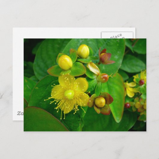 Hypericum Androsaemon 02 Briefkaart (Voorkant / Achterkant)