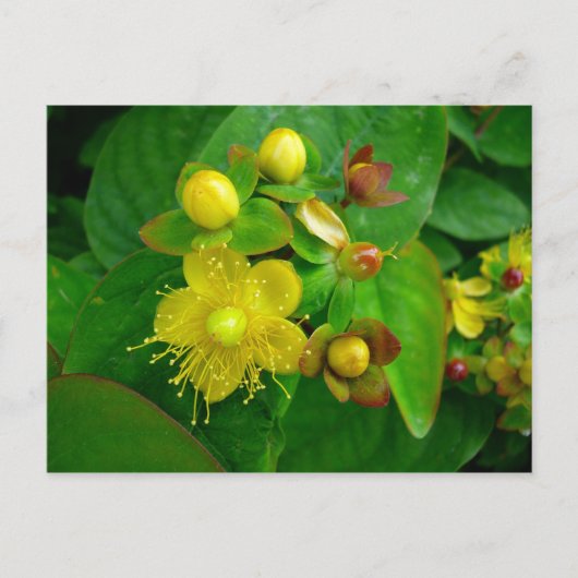 Hypericum Androsaemon 02 Briefkaart (Voorkant)