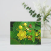 Hypericum Androsaemon 02 Briefkaart (Staand voorkant)