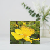Hypericum Calcyinum Ansichtkaart Briefkaart (Staand voorkant)