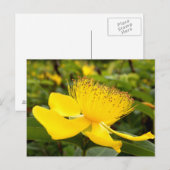 Hypericum Calcyinum Ansichtkaart Briefkaart (Voorkant / Achterkant)