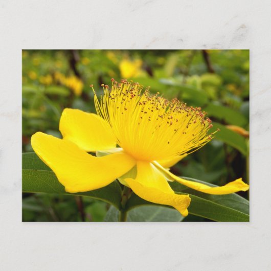 Hypericum Calcyinum Ansichtkaart Briefkaart (Voorkant)