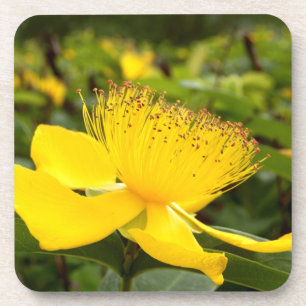Hypericum Calcyinum Hard Plastic Onderzetters