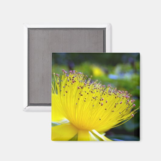 Hypericum calcyinum Magnet (Voorkant / Achterkant)