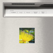 Hypericum calcyinum Magnet (Insitu (Vaatwasser))