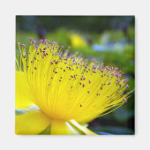 Hypericum calcyinum Magnet (Voorkant)