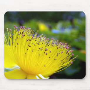 Hypericum Calcyinum Mouse Mat Muismat