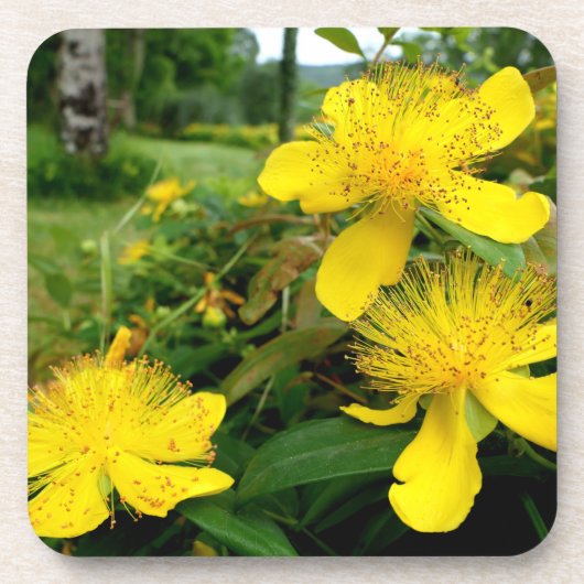 Hypericum calycinum bier onderzetter (Voorkant)