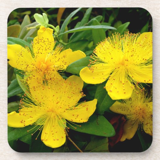 Hypericum calycinum bier onderzetter (Voorkant)