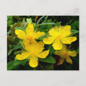 Hypericum calycinum briefkaart (Voorkant)