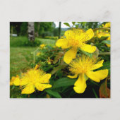 Hypericum calycinum briefkaart (Voorkant)