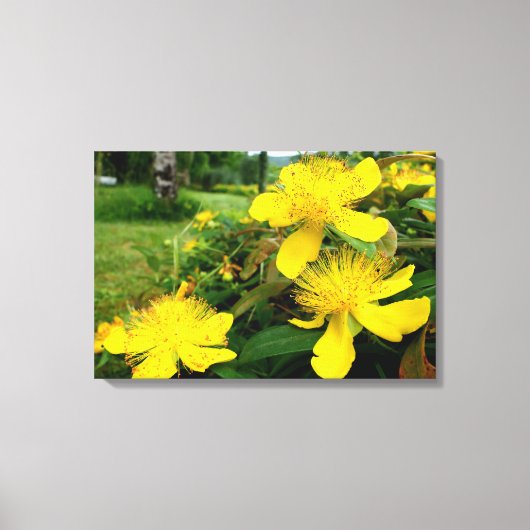 Hypericum calycinum canvas afdruk (Voorkant)