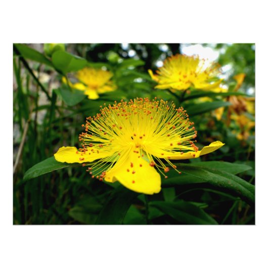Hypericum calycinum foto afdruk (Voorkant)