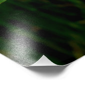 Hypericum calycinum foto afdruk (Hoek)