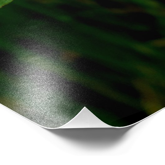 Hypericum calycinum foto afdruk (Hoek)