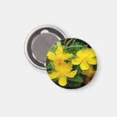 Hypericum calycinum magneet (Voorkant / Achterkant)