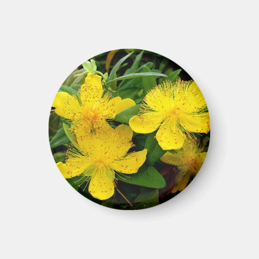 Hypericum calycinum magneet (Voorkant)