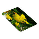 Hypericum calycinum magneet (Rechterzijde)