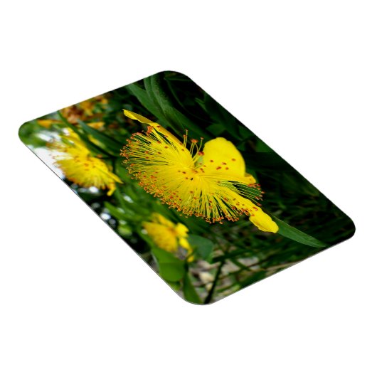 Hypericum calycinum magneet (Rechterzijde)