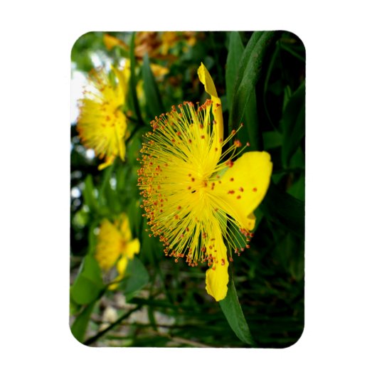 Hypericum calycinum magneet (Verticaal)