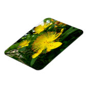 Hypericum calycinum magneet (Linkerzijde)