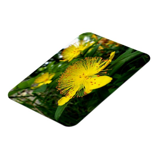 Hypericum calycinum magneet (Linkerzijde)