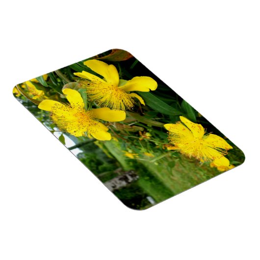 Hypericum calycinum magneet (Rechterzijde)