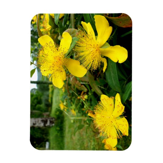 Hypericum calycinum magneet (Verticaal)