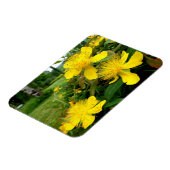 Hypericum calycinum magneet (Linkerzijde)