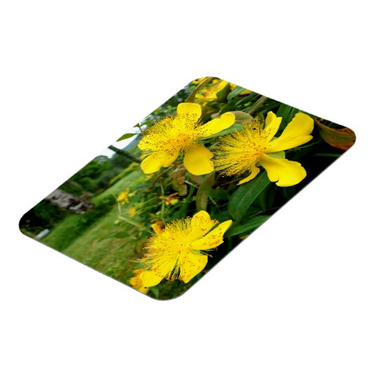 Hypericum calycinum magneet (Linkerzijde)