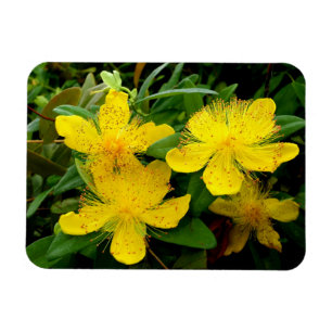 Hypericum calycinum magneet