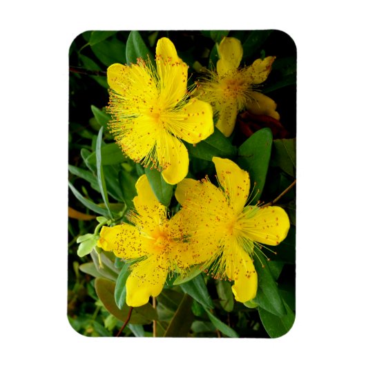 Hypericum calycinum magneet (Verticaal)