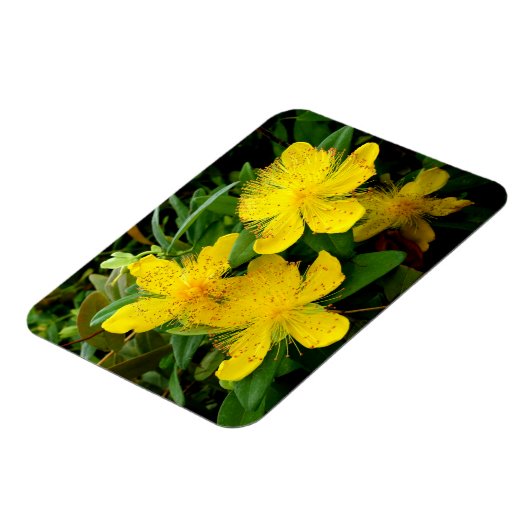 Hypericum calycinum magneet (Linkerzijde)