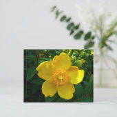 Hypericum Hidcote Briefkaart (Staand voorkant)