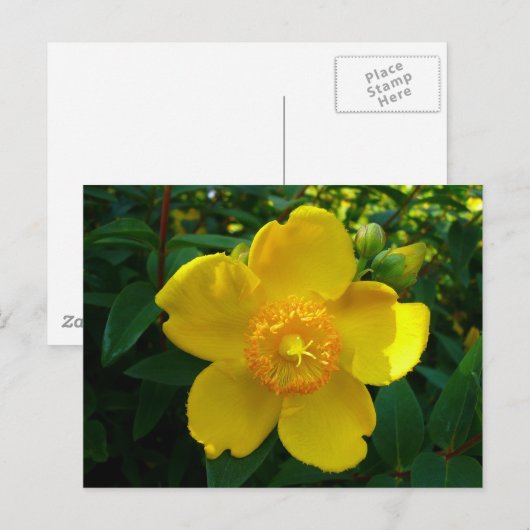 Hypericum Hidcote Briefkaart (Voorkant / Achterkant)