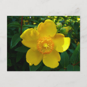 Hypericum Hidcote Briefkaart