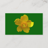 Hypericum Hidcote - Grass Green Visitekaartje (Achterkant)