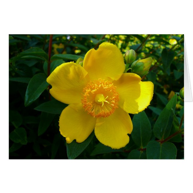 Hypericum Hidcote (sint-janskruid) (Voorkant Horizontaal)