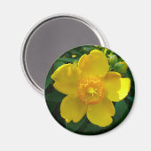 Hypericum Hidcote (sint-janskruid) Magneet (Voorkant / Achterkant)