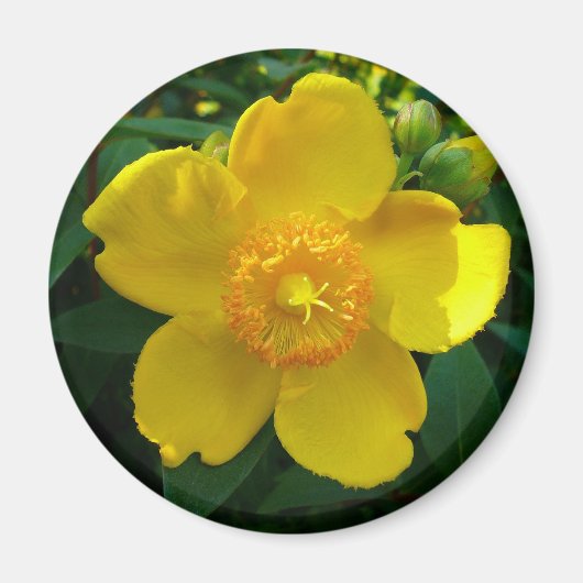 Hypericum Hidcote (sint-janskruid) Magneet (Voorkant)
