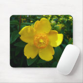 Hypericum Hidcote (sint-janskruid) Muismat (Met muis)