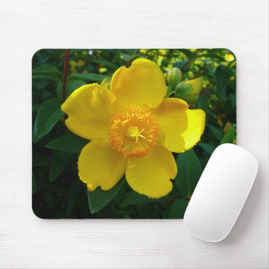 Hypericum Hidcote (sint-janskruid) Muismat (Met muis)