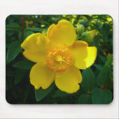 Hypericum Hidcote (sint-janskruid) Muismat (Voorkant)