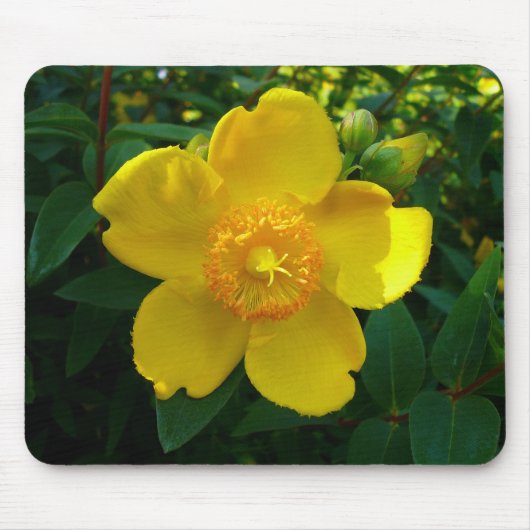 Hypericum Hidcote (sint-janskruid) Muismat (Voorkant)