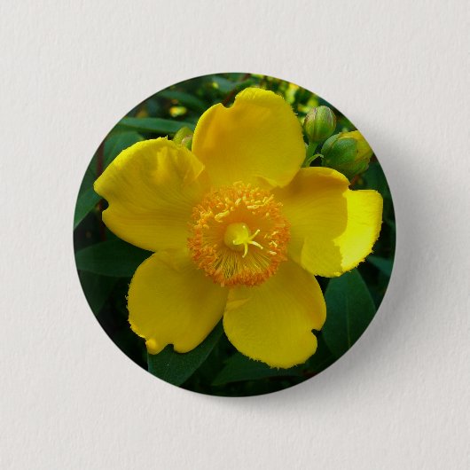 Hypericum Hidcote (sint-janskruid) Ronde Button 5,7 Cm (Voorkant)