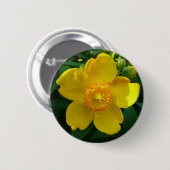 Hypericum Hidcote (sint-janskruid) Ronde Button 5,7 Cm (Voorkant /achterkant)